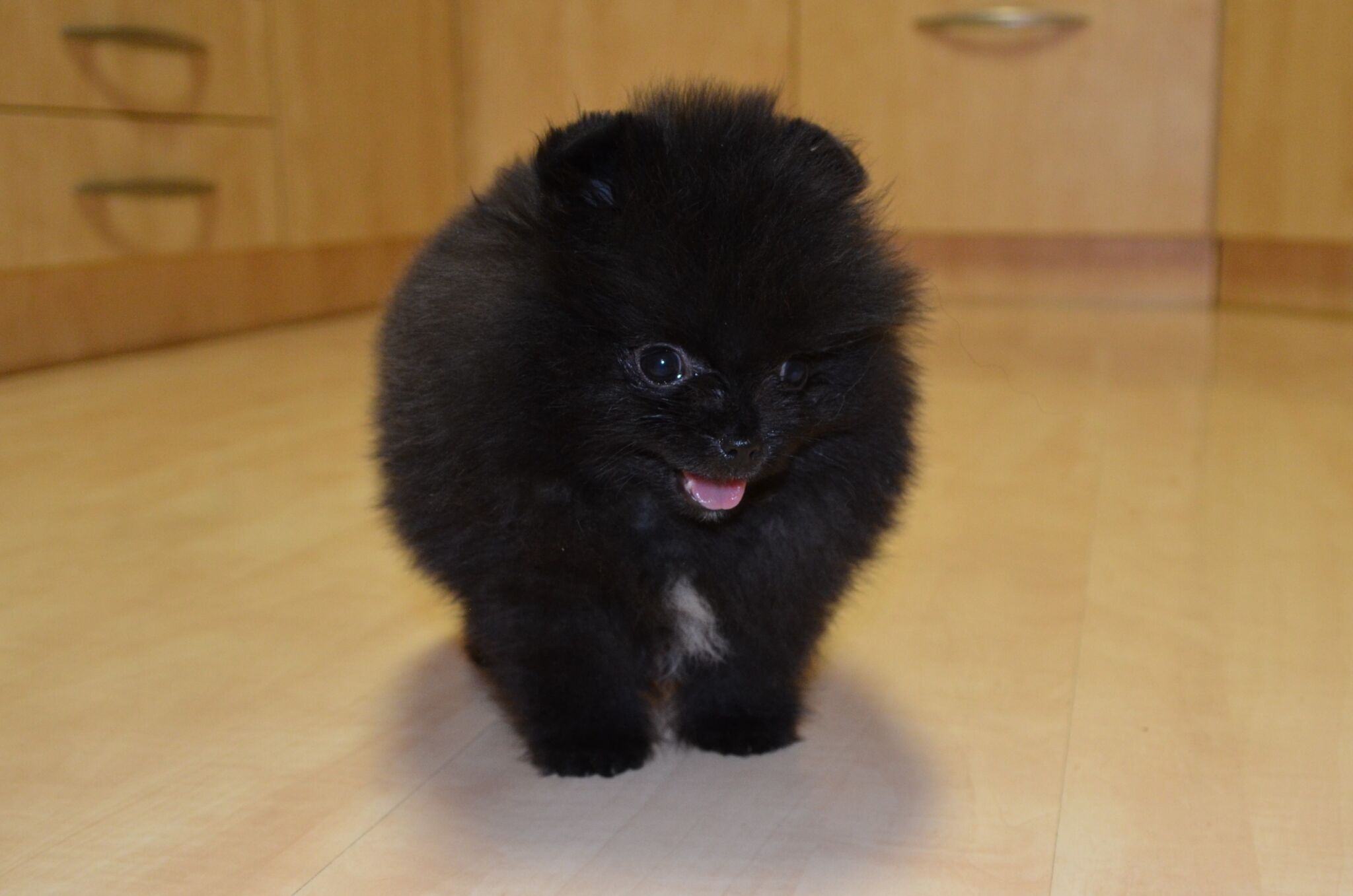 DSC_0616 21675452965.jpg